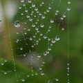 Perles d'eau sur toile d'araignée (Melesse, juillet 2015)