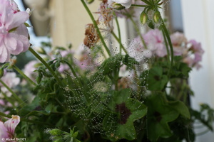 Perles d'eau sur toile d'araignée (Melesse, juillet 2015)