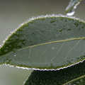 Premiers frimas sur les feuilles (Melesse, décembre 2007)