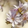 Magnola étoilé (Magnola stellata) - 24/03/2022