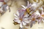 Magnola étoilé (Magnola stellata) - 24/03/2022