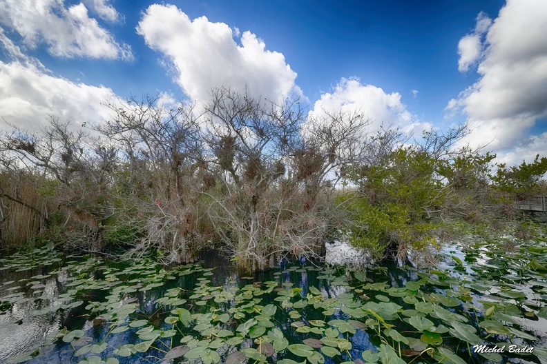 20220221_Everglades Sud_029.jpg