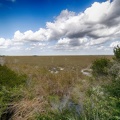 Everglades Sud - 21/02/2022