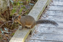 Fort Island Gulf Beach - 03/03/2022