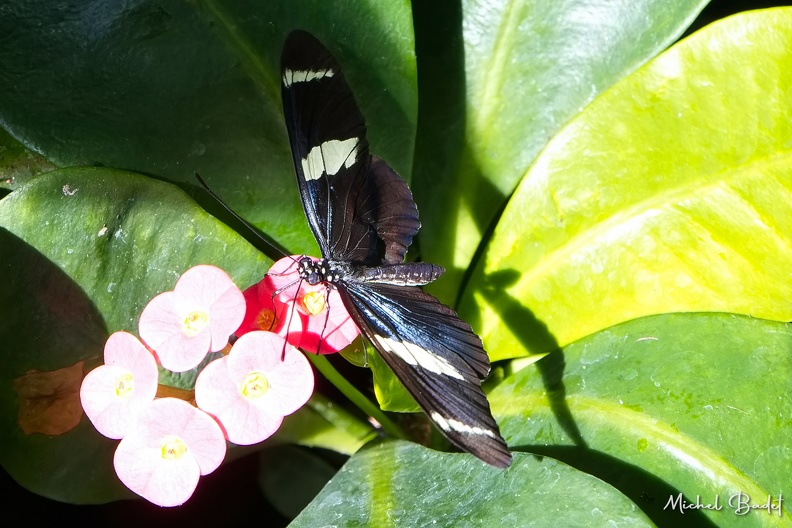 20220222_Key West Butterfly_014.jpg