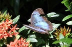 La ferme des papillons Key West - 22/02/2022