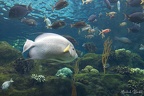 Tampa, aquarium - 02/03/2022