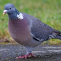Pigeon ramier - 10/06/2023
