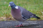 Pigeon ramier - 10/06/2023